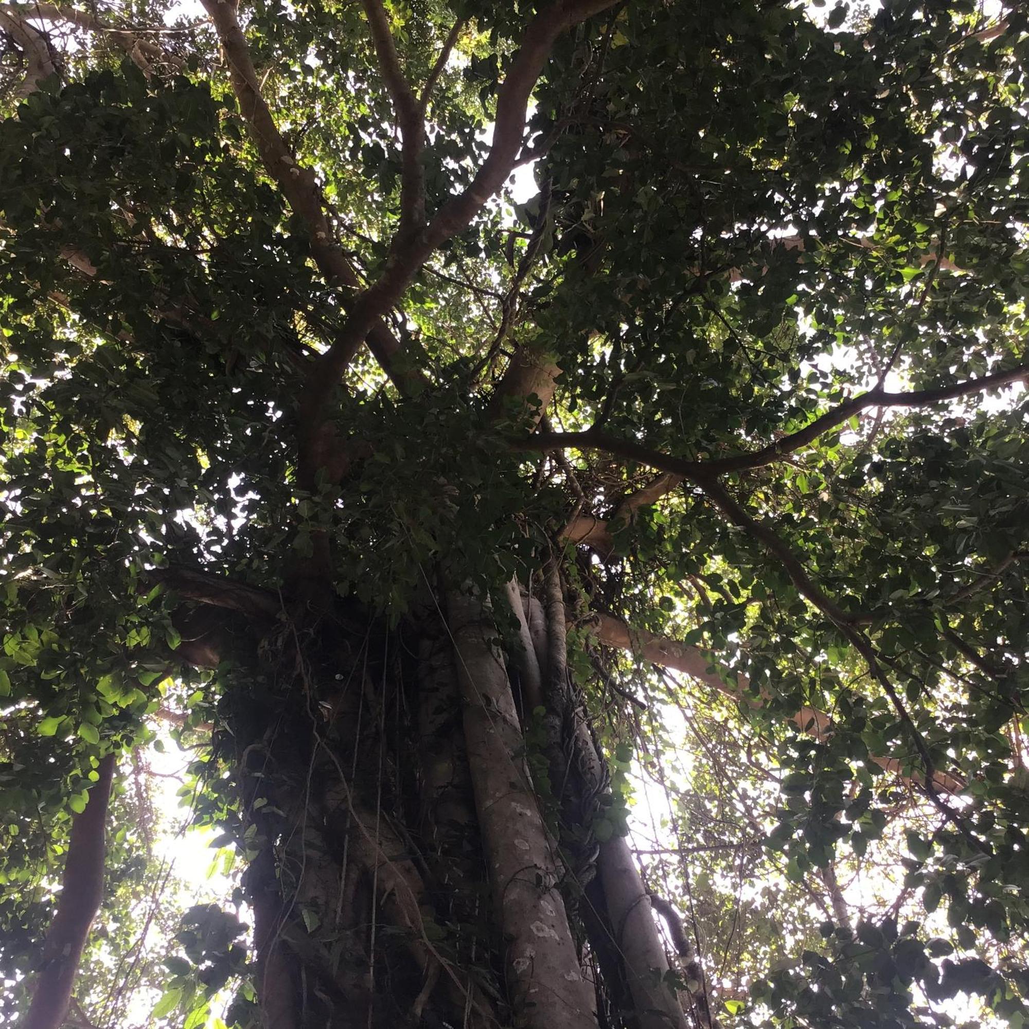 Готель Grand Tree Ко-Чанг Екстер'єр фото