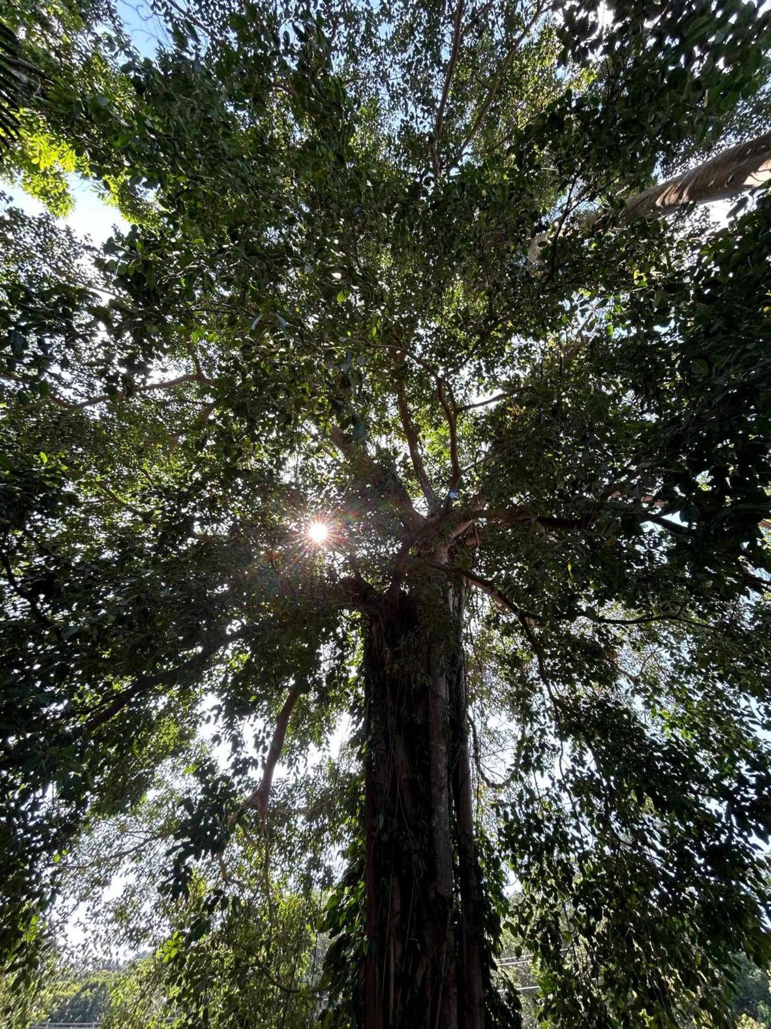 Готель Grand Tree Ко-Чанг Екстер'єр фото